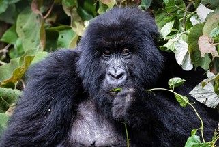 Rwanda Golden Safaris