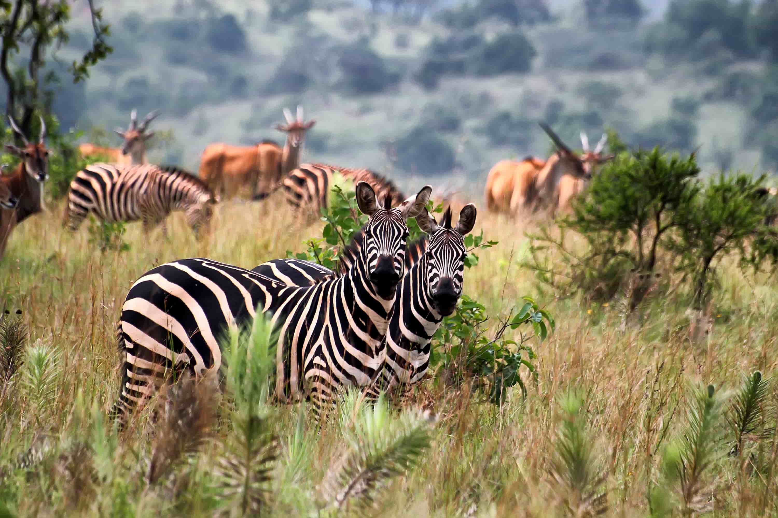 Akagera National Park